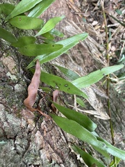 Pyrrosia