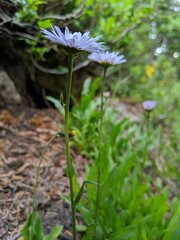 Erigeron glacialis glacialis