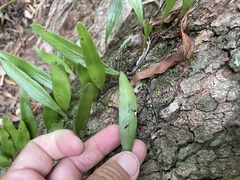 Pyrrosia