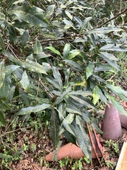 Lithocarpus hancei