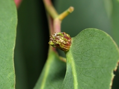Apiomorpha thorntoni