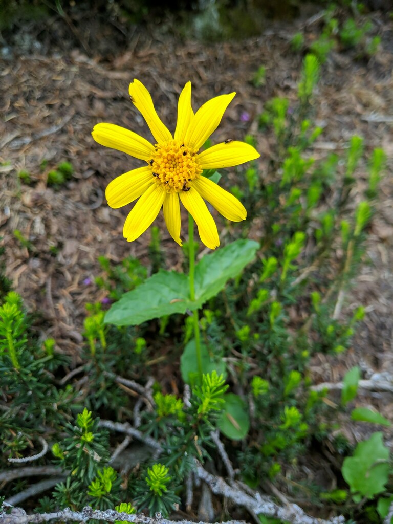 Broadleaf arnica (Arnica latifolia)