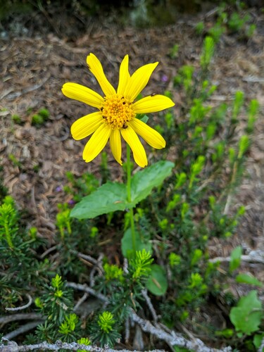 Broadleaf arnica (Arnica latifolia)