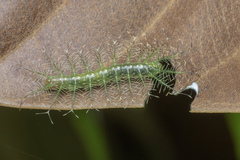 Adoliadini