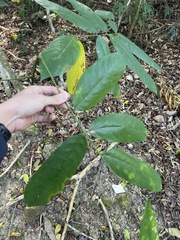 Millettia pachycarpa