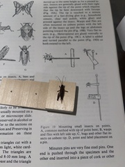 Ceuthophilus californianus