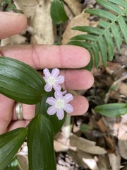 Tripladenia cunninghamii