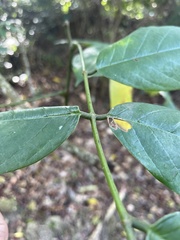 Millettia pachycarpa