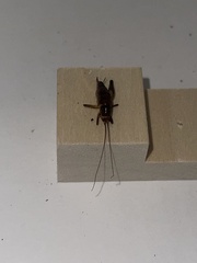 Ceuthophilus californianus