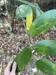 Millettia pachycarpa