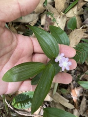 Tripladenia cunninghamii