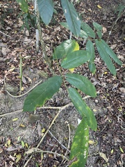 Millettia pachycarpa