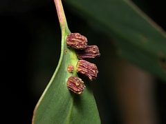 Apiomorpha thorntoni