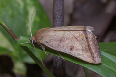 Ophiusa trapezium