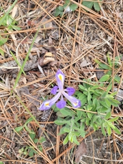 Iris verna