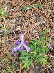Iris verna
