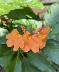 Crossandra infundibuliformis
