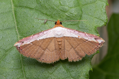 Lophoruza vacillatrix