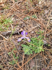 Iris verna