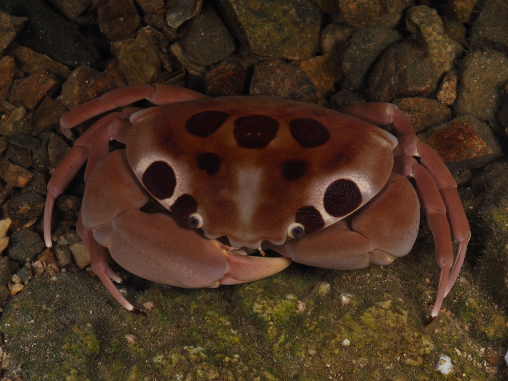 Spotted Reef Crab from 中國三亞市吉陽區東海角 邮政编码: 572004 on February 16, 2023 at ...