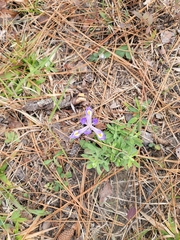 Iris verna