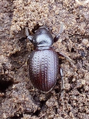 Psallidium