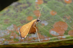 Mabra nigriscripta