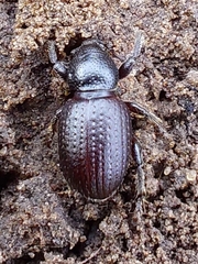 Psallidium