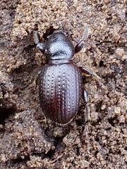 Psallidium