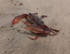 Ovalipes trimaculatus