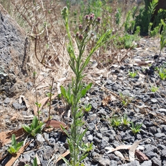 Erigeron bonariensis