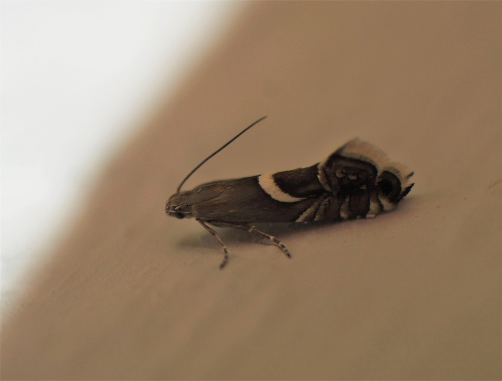 Glyphipterix equitella