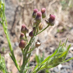 Erigeron bonariensis