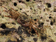 Grapsus intermedius