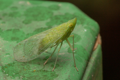 Dictyopharidae