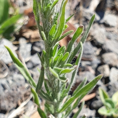 Erigeron bonariensis