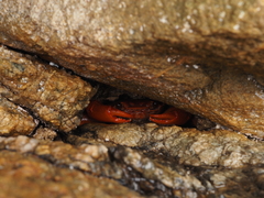 Geograpsus stormi