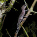 Graceful Madagascar Ground Gecko - Photo (c) Frank Vassen, some rights reserved (CC BY)