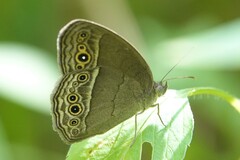 Mycalesis perseoides