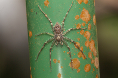 Pandercetes
