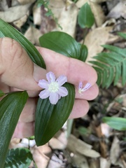 Tripladenia cunninghamii
