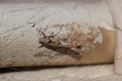 Zelleria oleastrella