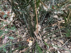 Macrozamia lucida