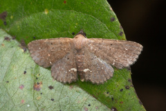 Nechesia albotentata