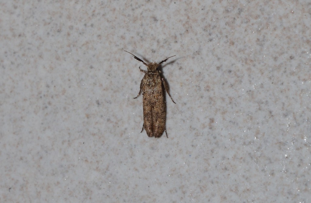 Ochsenheimeria