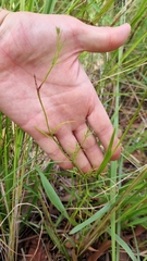 Haloragis heterophylla