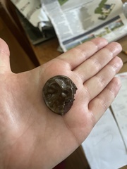 Powelliphanta