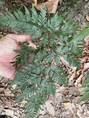 Davallia solida