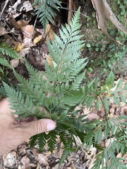 Davallia solida
