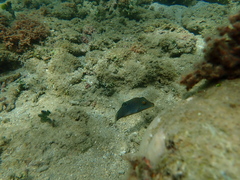 Canthigaster solandri
